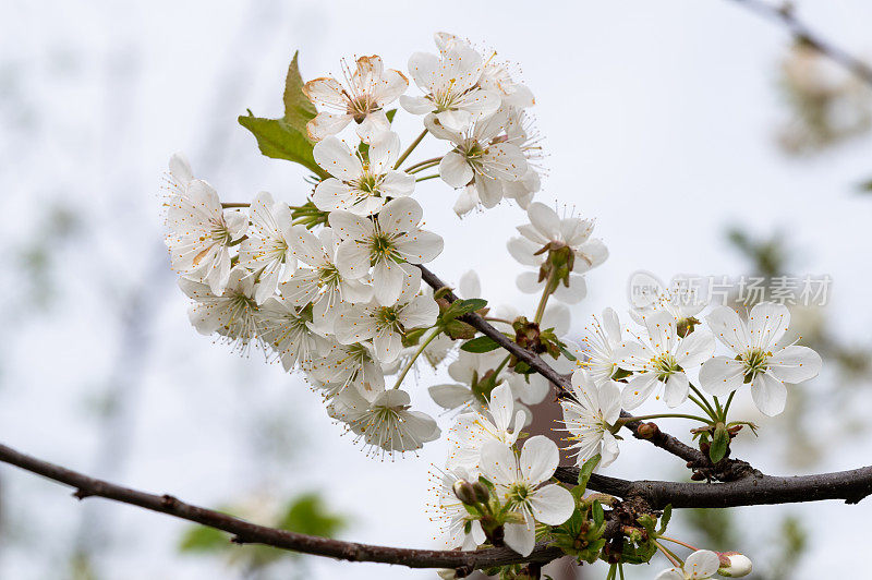 酸樱桃(Prunus cerasus)树在花园里开花